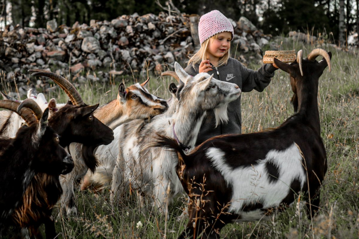 Följ vår vardag som getbönder på sociala medier