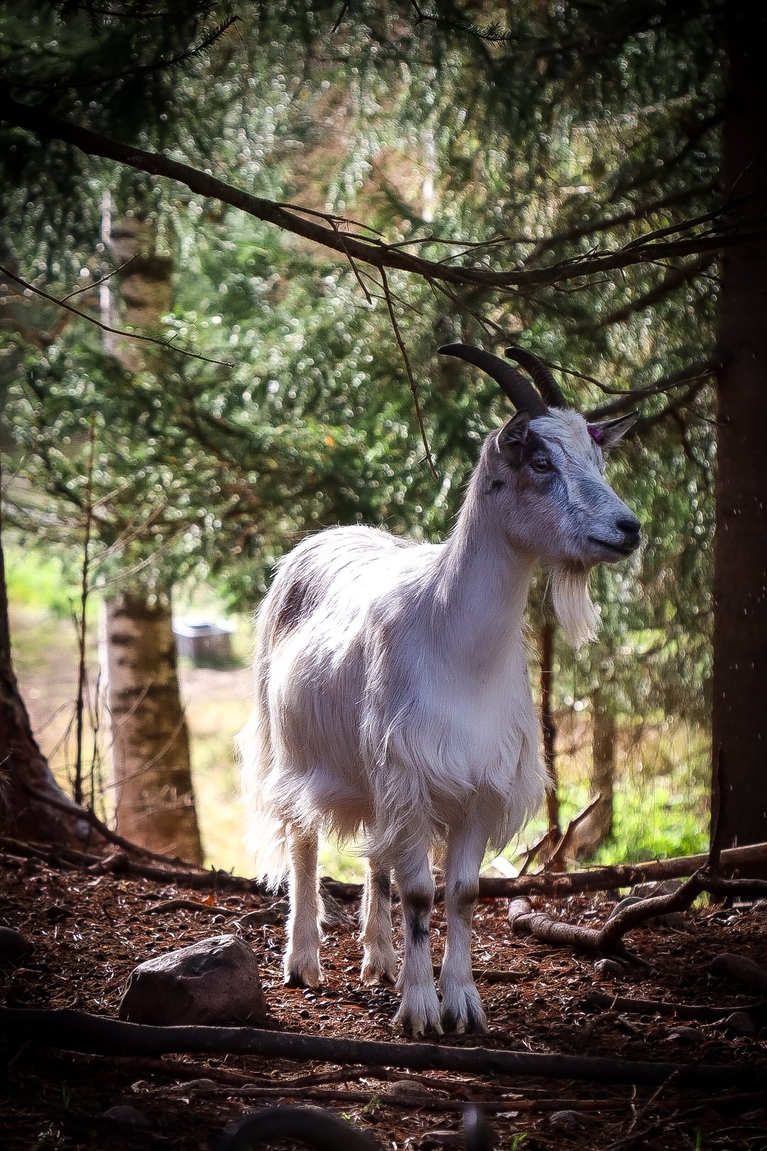 Hejdå Ester - Relationen till djuren