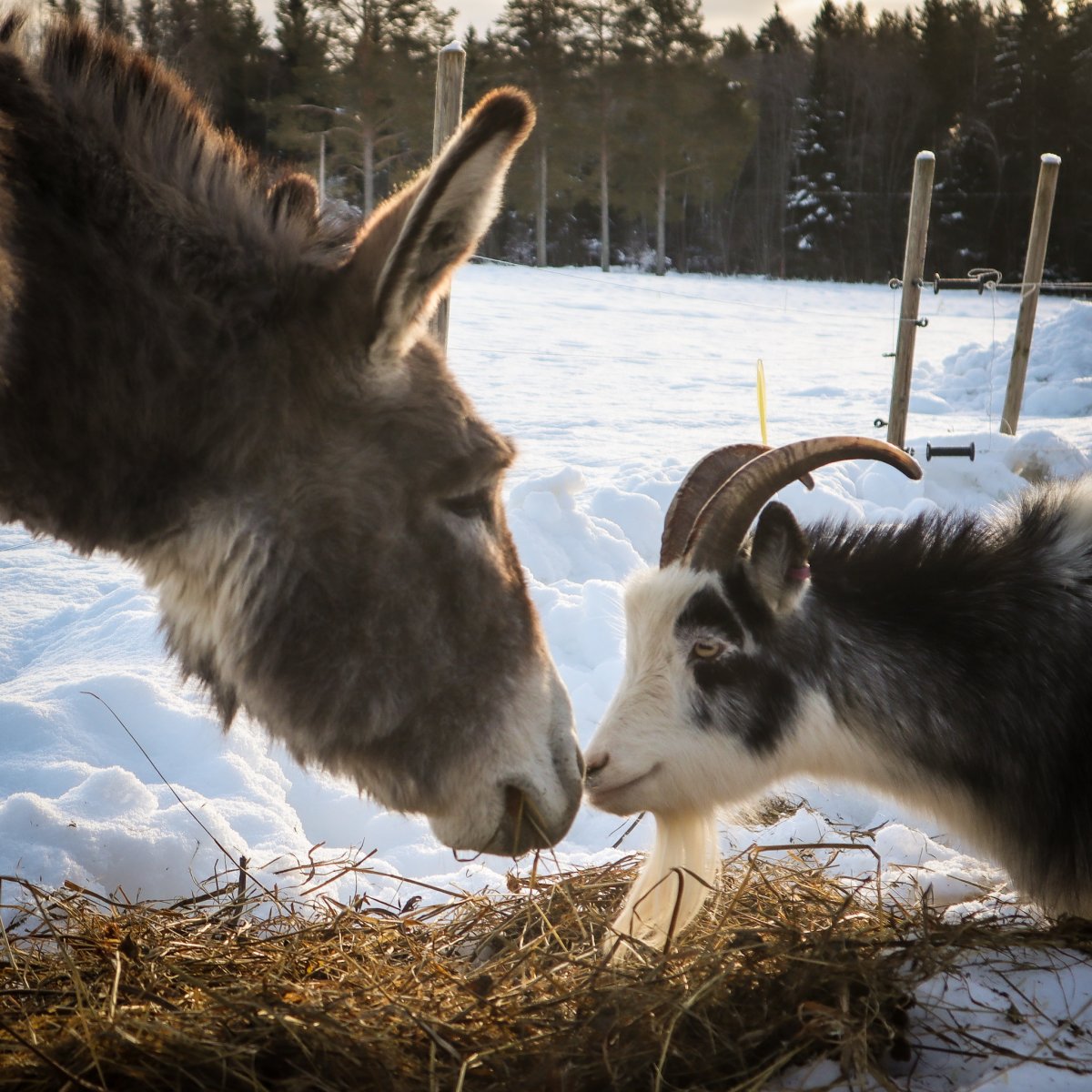 Bara att bygga djurstallar är ett eget äventyr
